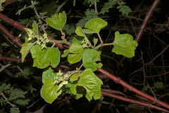 Cissus vitiginea